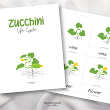 Load image into Gallery viewer, Zucchini Life Cycle
