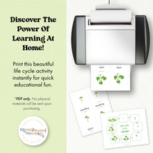 Load image into Gallery viewer, Zucchini Life Cycle
