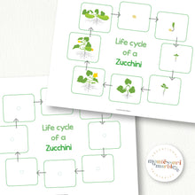 Load image into Gallery viewer, Zucchini Life Cycle
