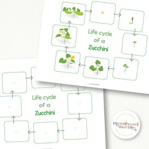 Zucchini Life Cycle