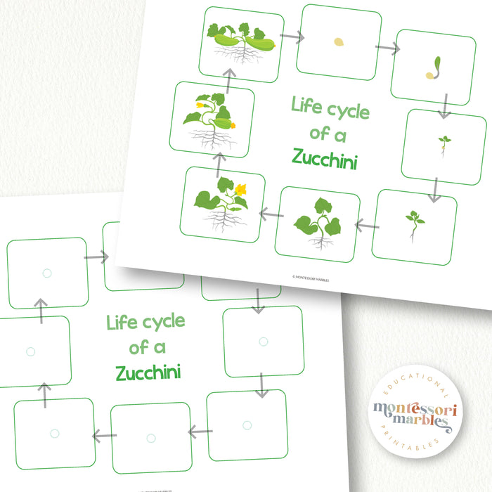 Zucchini Life Cycle