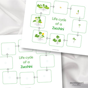 Zucchini Life Cycle