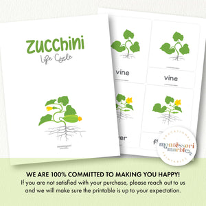 Zucchini Life Cycle