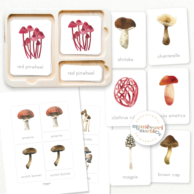 Mushroom Nomenclature Cards