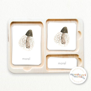 Mushroom Nomenclature Cards