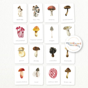 Mushroom Nomenclature Cards