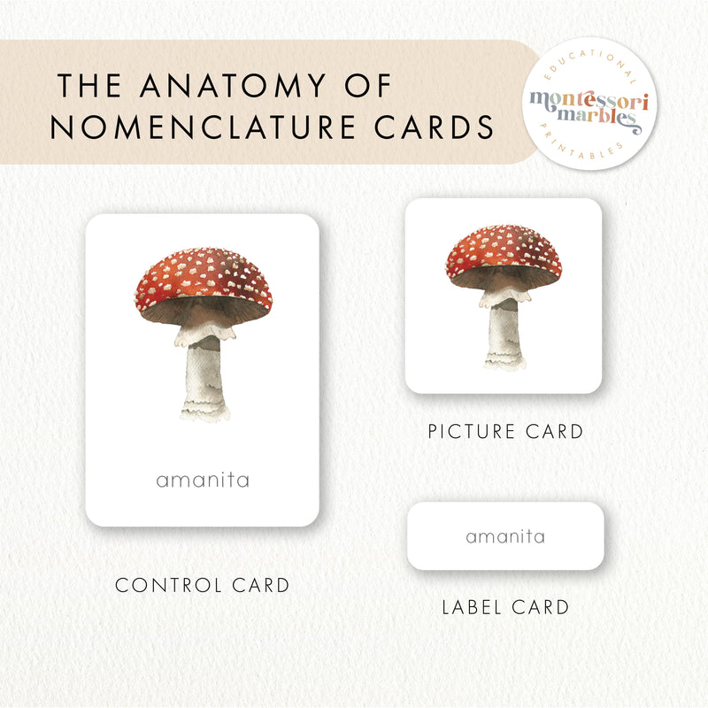 Mushroom Nomenclature Cards