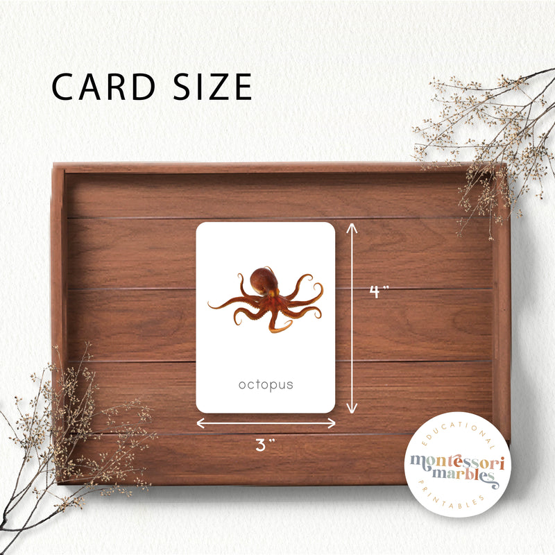Ocean Animals Flash Cards