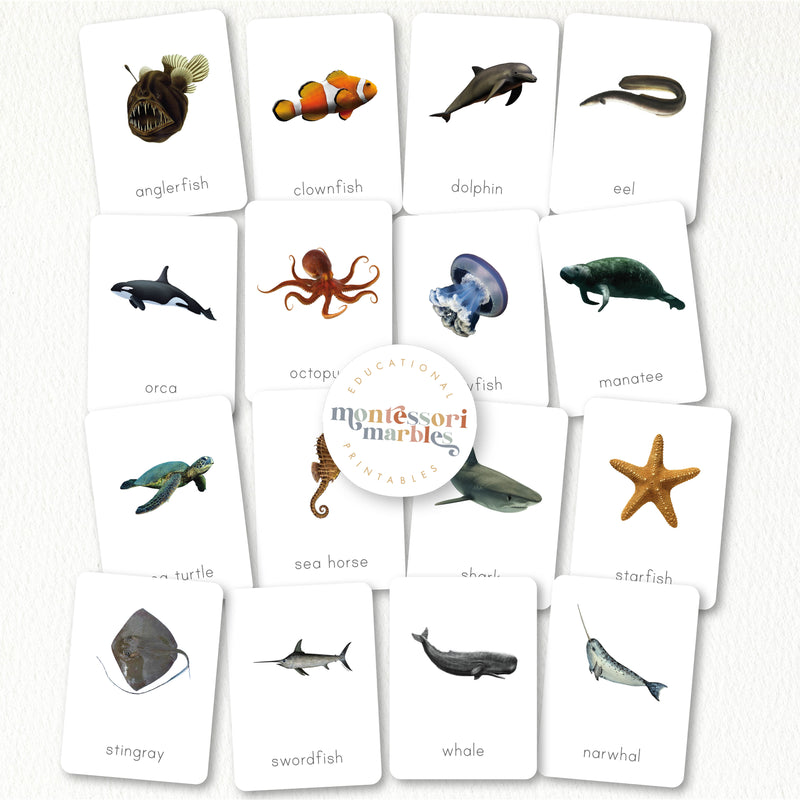 Ocean Animals Flash Cards