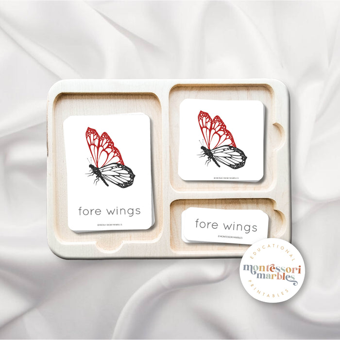 Parts of a Butterfly Nomenclature Cards