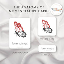 Load image into Gallery viewer, Parts of a Butterfly Nomenclature Cards
