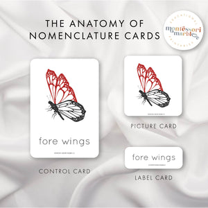 Parts of a Butterfly Nomenclature Cards