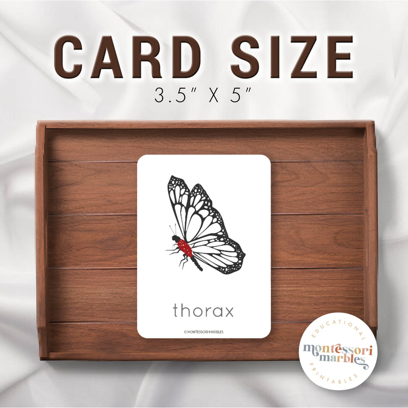 Parts of a Butterfly Nomenclature Cards