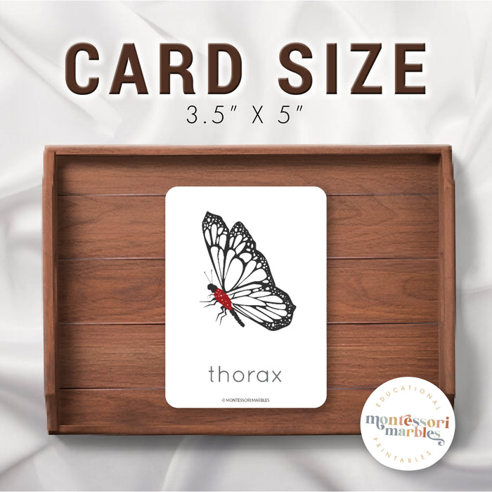 Parts of a Butterfly Nomenclature Cards