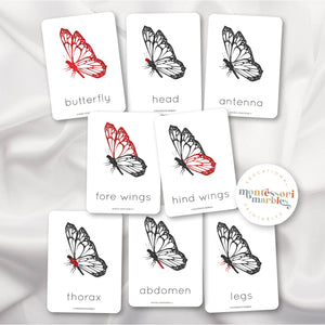Parts of a Butterfly Nomenclature Cards