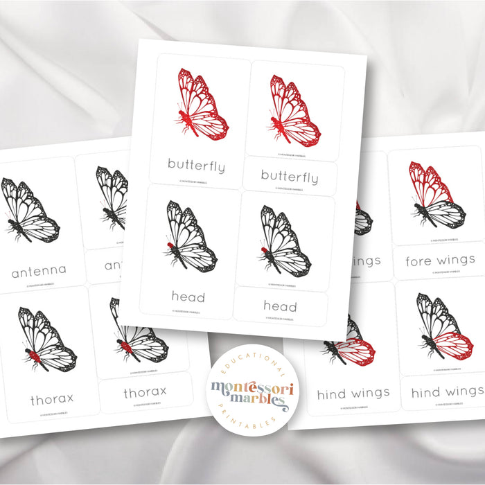 Parts of a Butterfly Nomenclature Cards
