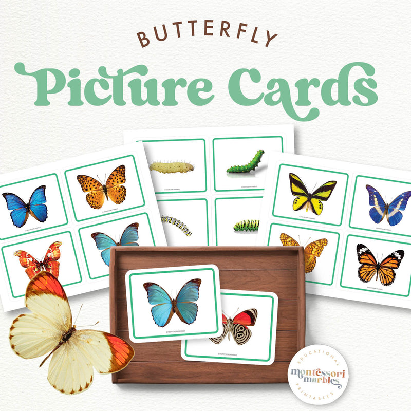 Butterfly picture cards showing insect varieties—spring insects and nature exploration