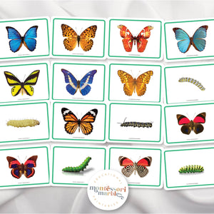Butterfly Picture Cards