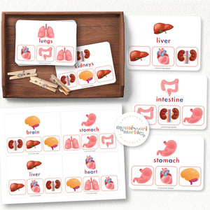 Human Body Organs Picture Matching