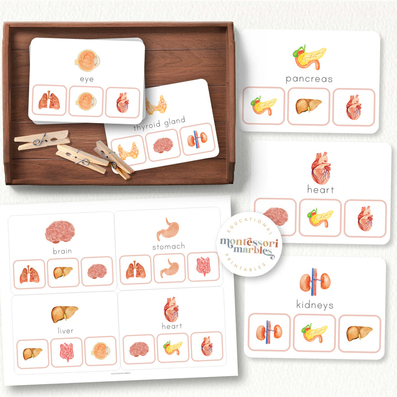 Human Body Organs Picture Matching