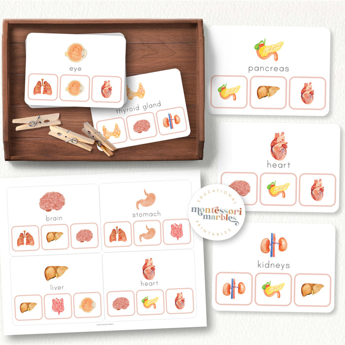 Human Body Organs Picture Matching