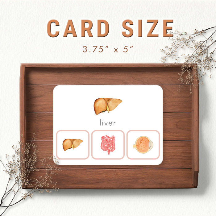 Human Body Organs Picture Matching