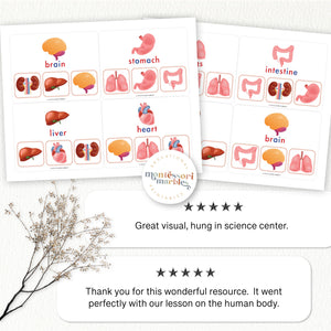 Human Body Organs Picture Matching