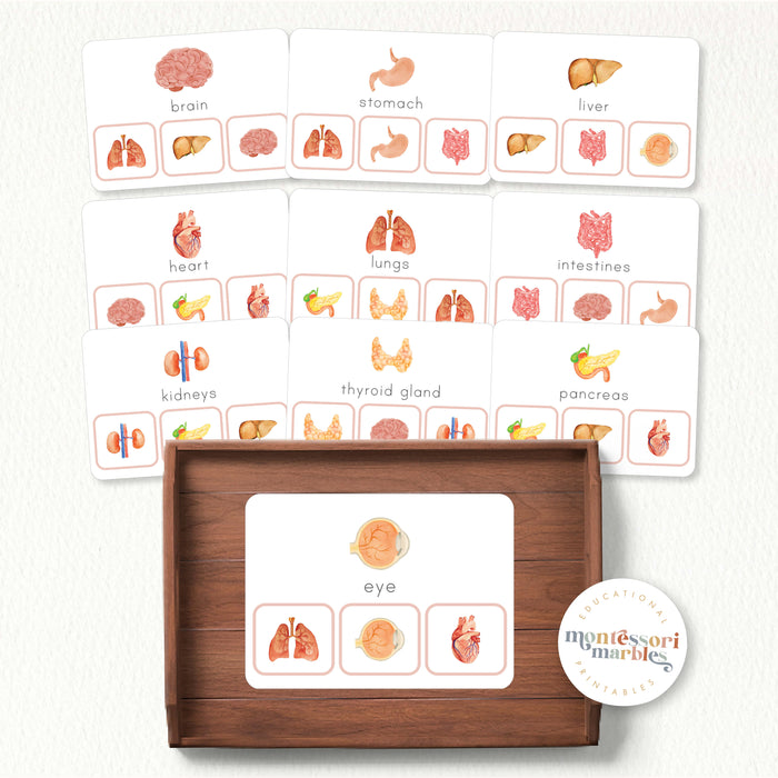 Human Body Organs Picture Matching