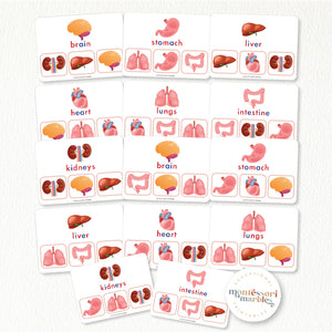 Human Body Organs Picture Matching