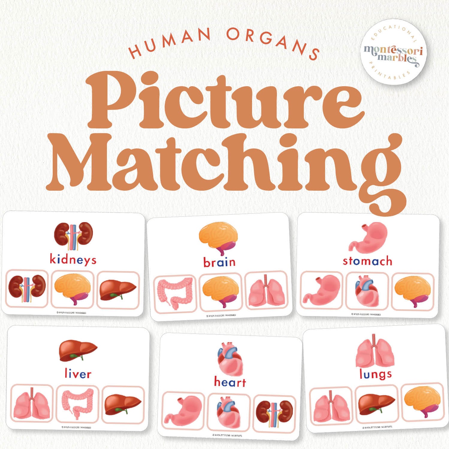 Human Body Organs Picture Matching | 14 Clip Cards Anatomy Ages 4-7 ...