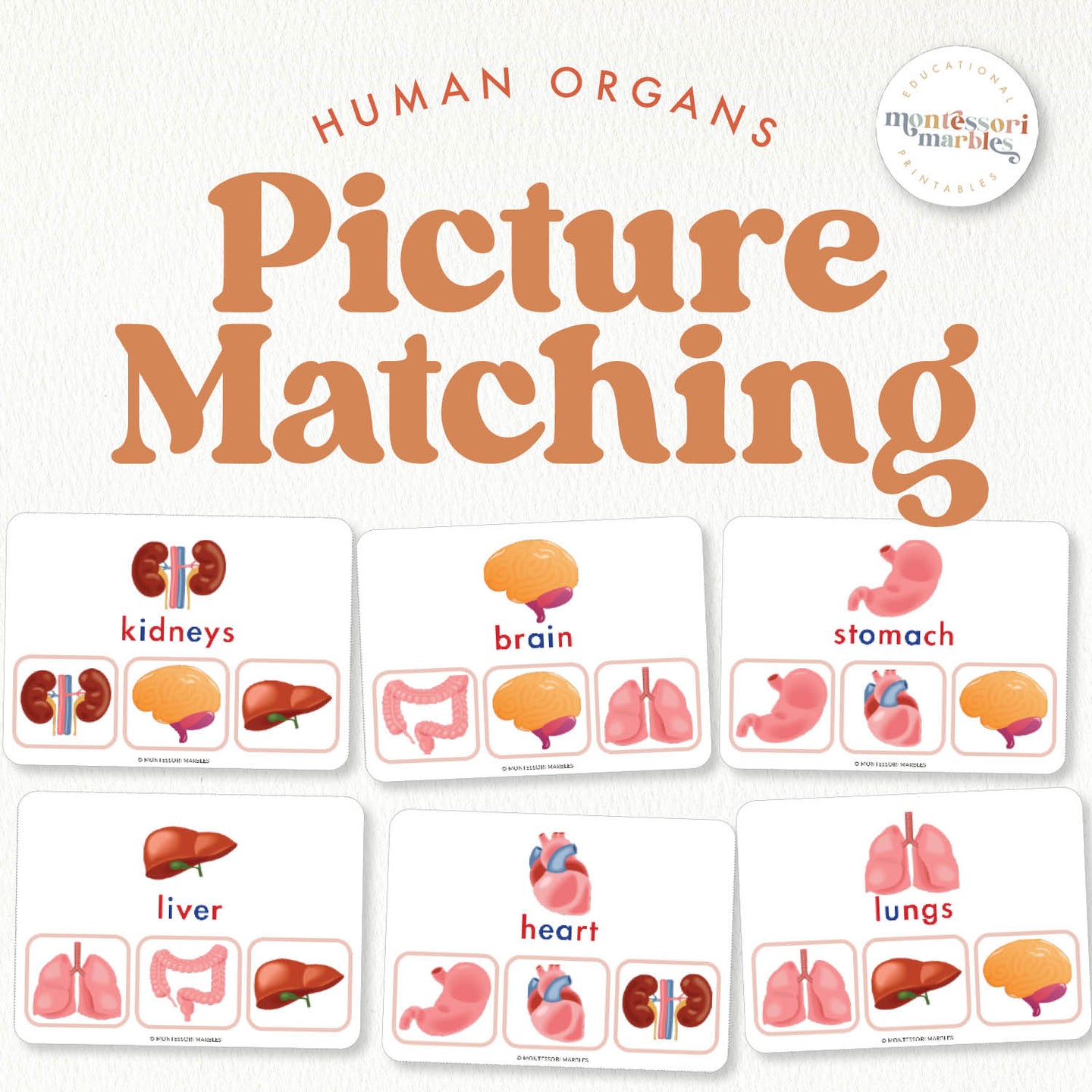 Human Body Organs Picture Matching