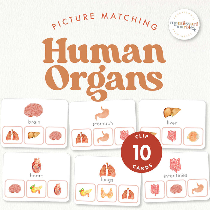 Human Body Organs Picture Matching