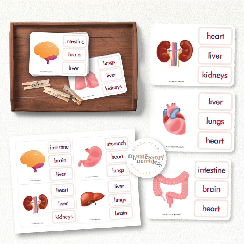 Name The Human Organs Clip Cards