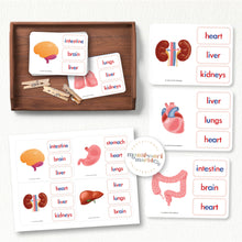 Load image into Gallery viewer, Human Organs | Name The Organs

