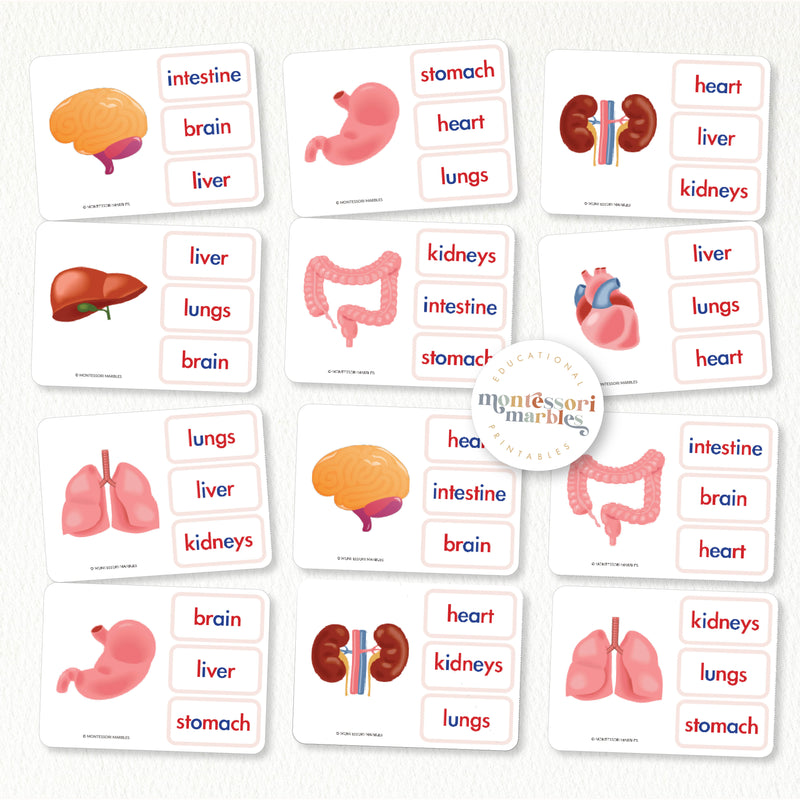 Name The Human Organs Clip Cards