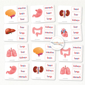 Human Organs | Name The Organs