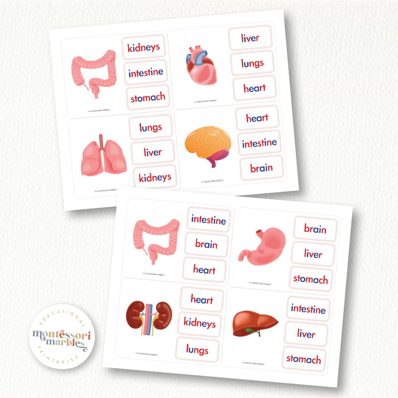 Name The Human Organs Clip Cards