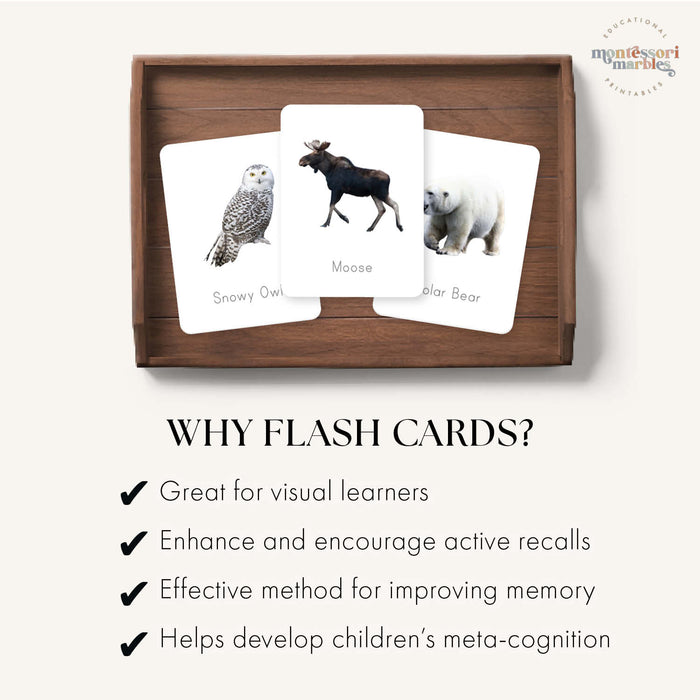 Polar Animals Flash Cards