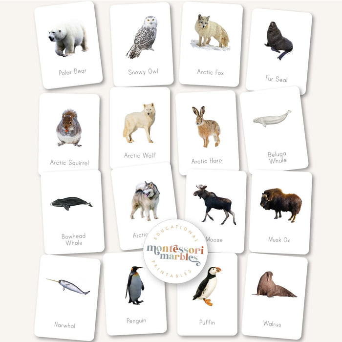 Polar Animals Flash Cards