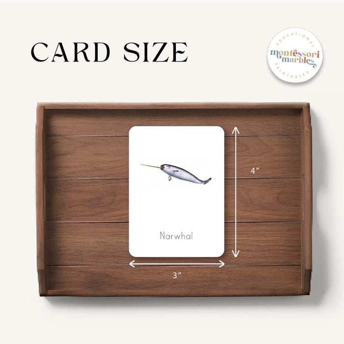 Polar Animals Flash Cards