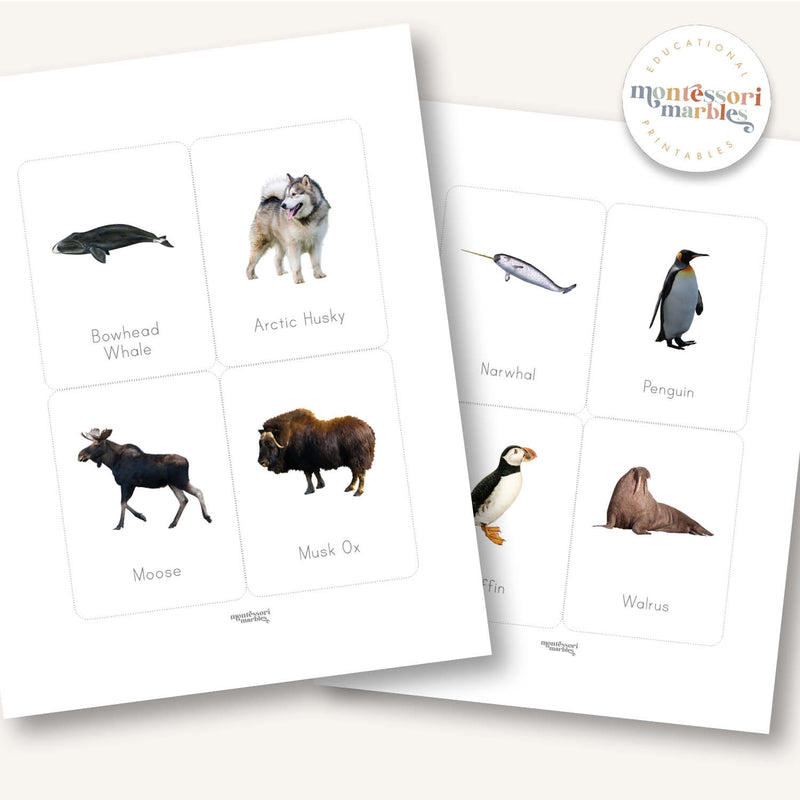 Polar Animals Flash Cards