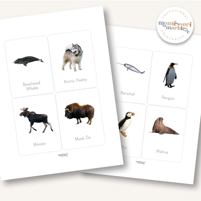 Polar Animals Flash Cards