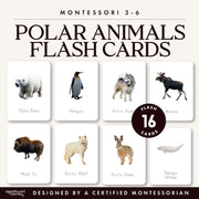 Polar and arctic animals flash cards with real photos — ages 3-6