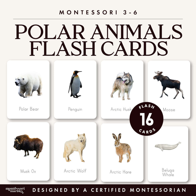 Polar and arctic animals flash cards with real photos — ages 3-6