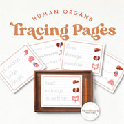 Human organs handwriting tracing and vocabulary practice pages