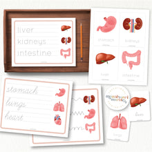 Load image into Gallery viewer, Human Organs Handwriting Practice
