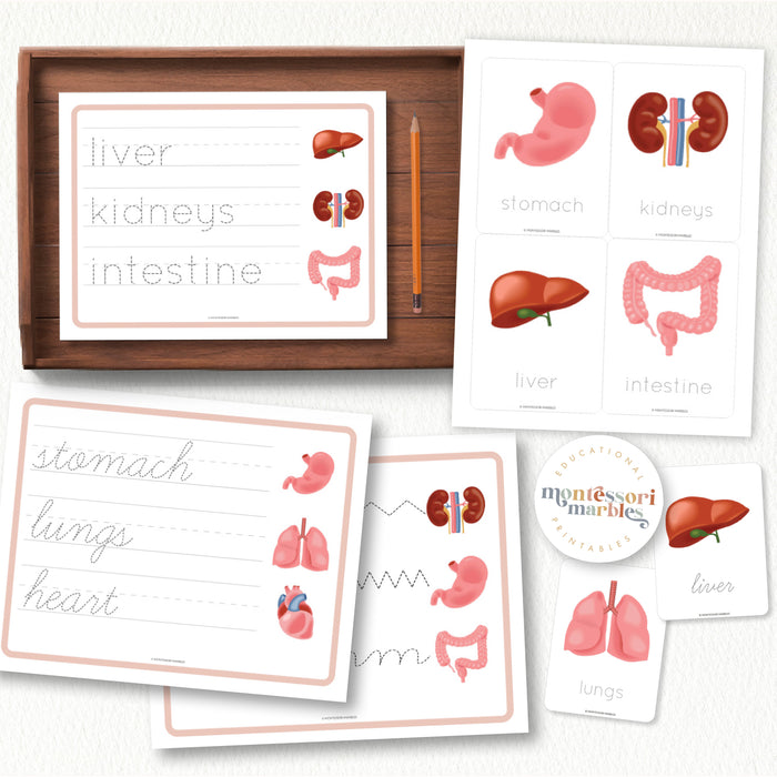 Human Organs Handwriting Practice