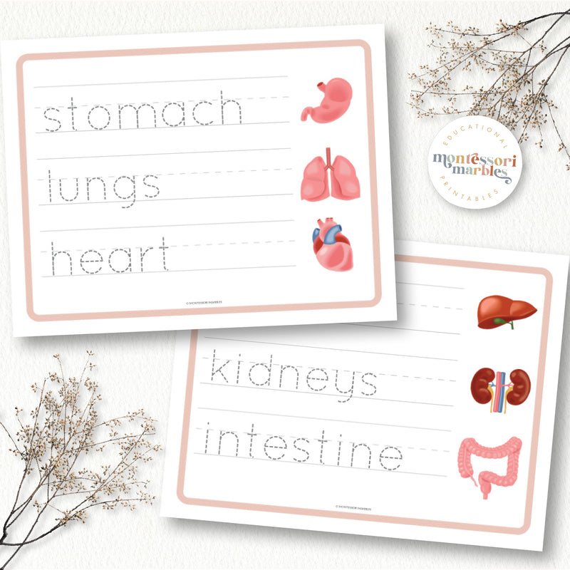 Human Organs Handwriting Practice