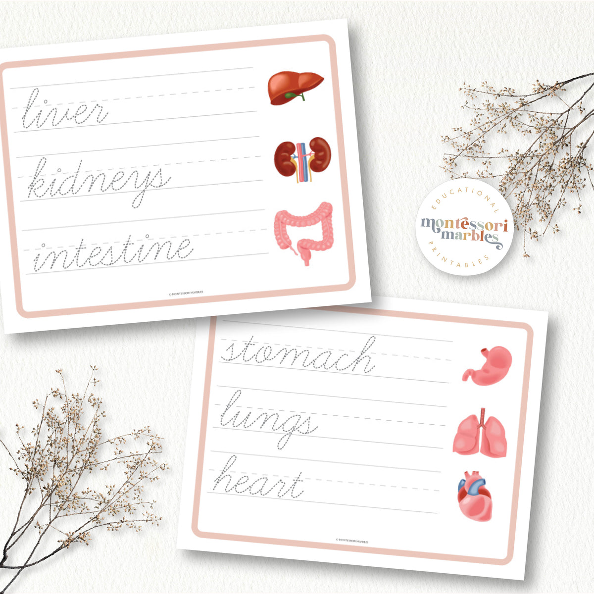Human Organs Handwriting Practice – Montessori Marbles