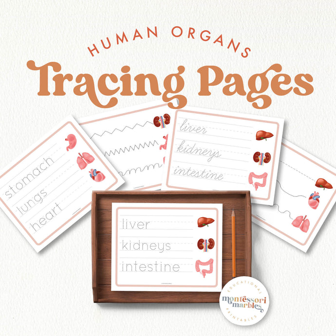 Human Organs Handwriting Practice